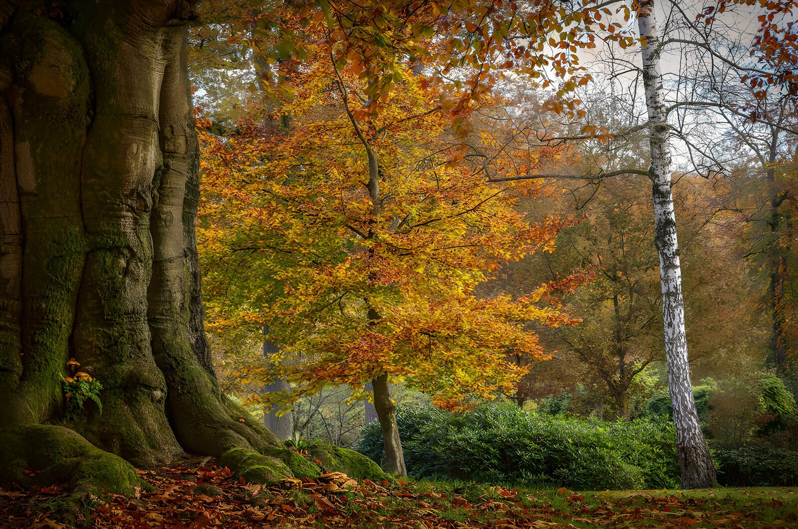 OCCOM1794939: Autumn Colors in a Serene Park Scene