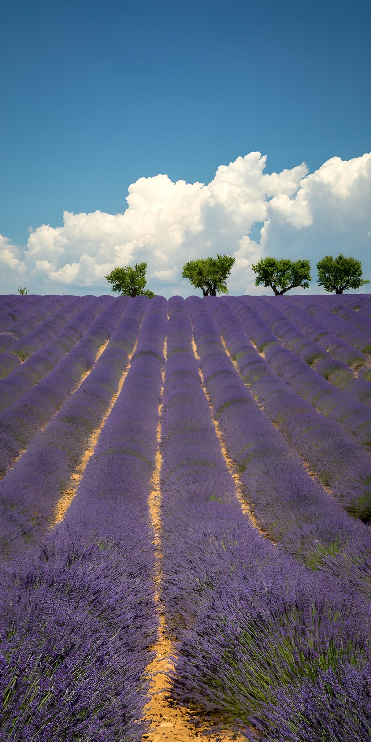 OCCOM2158610: Serene Lavender Fields Under Blue Sky