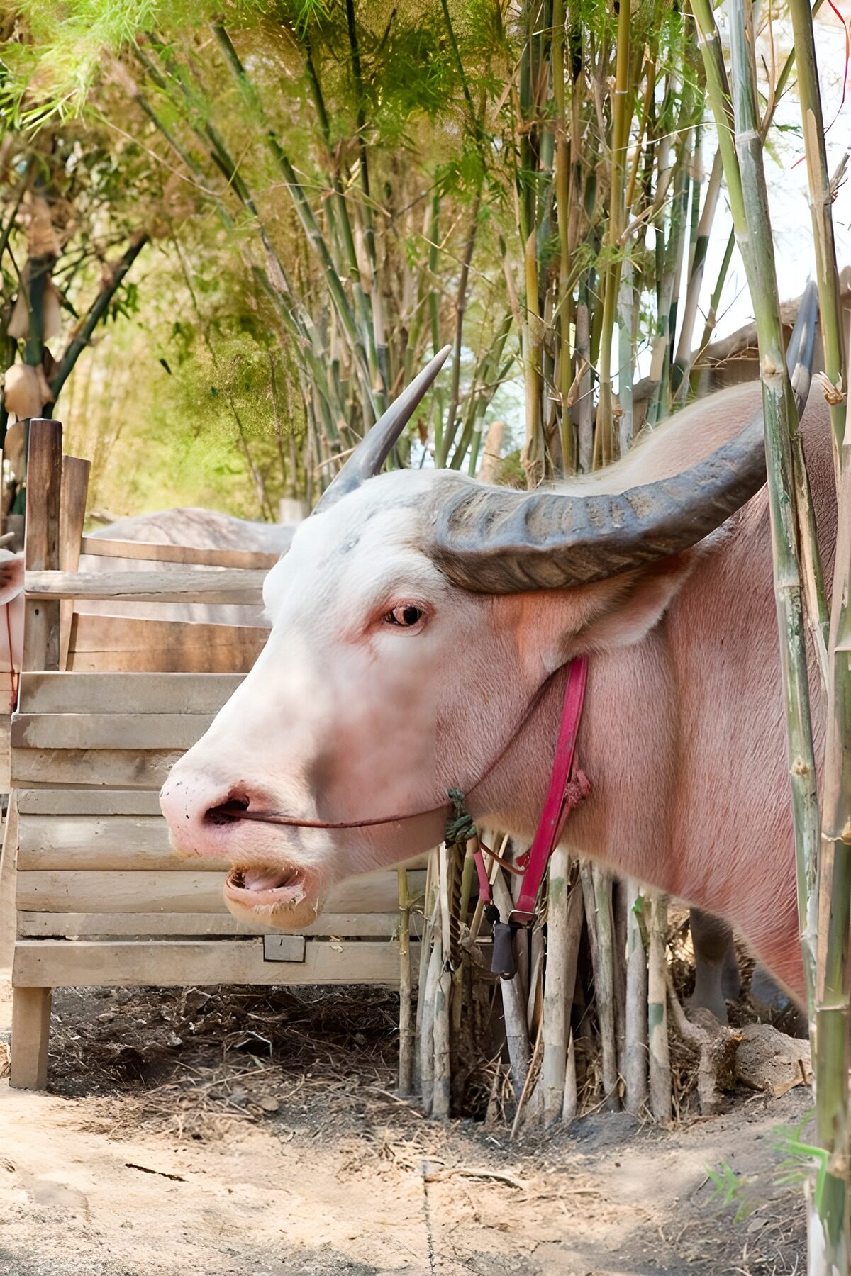 OCCOM5570304: Majestic Water Buffalo in a Bamboo Grove