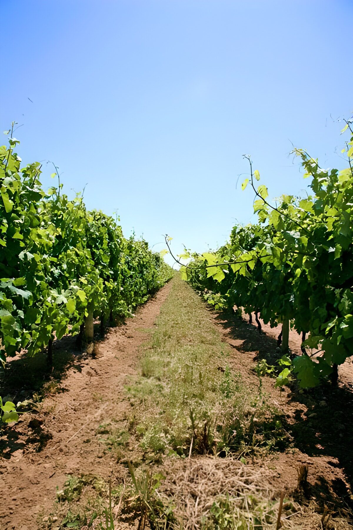 OCCOM6788671: Lush Vineyard Under Clear Blue Sky
