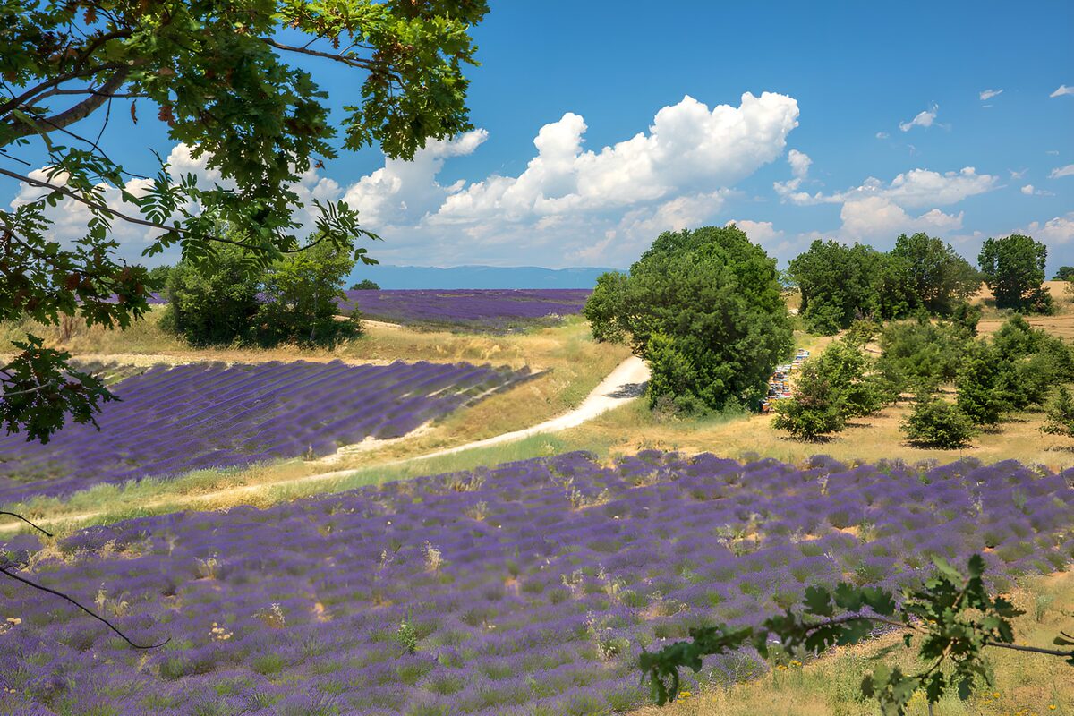 OCCOM4430478: Lavender Fields Under a Blue Sky