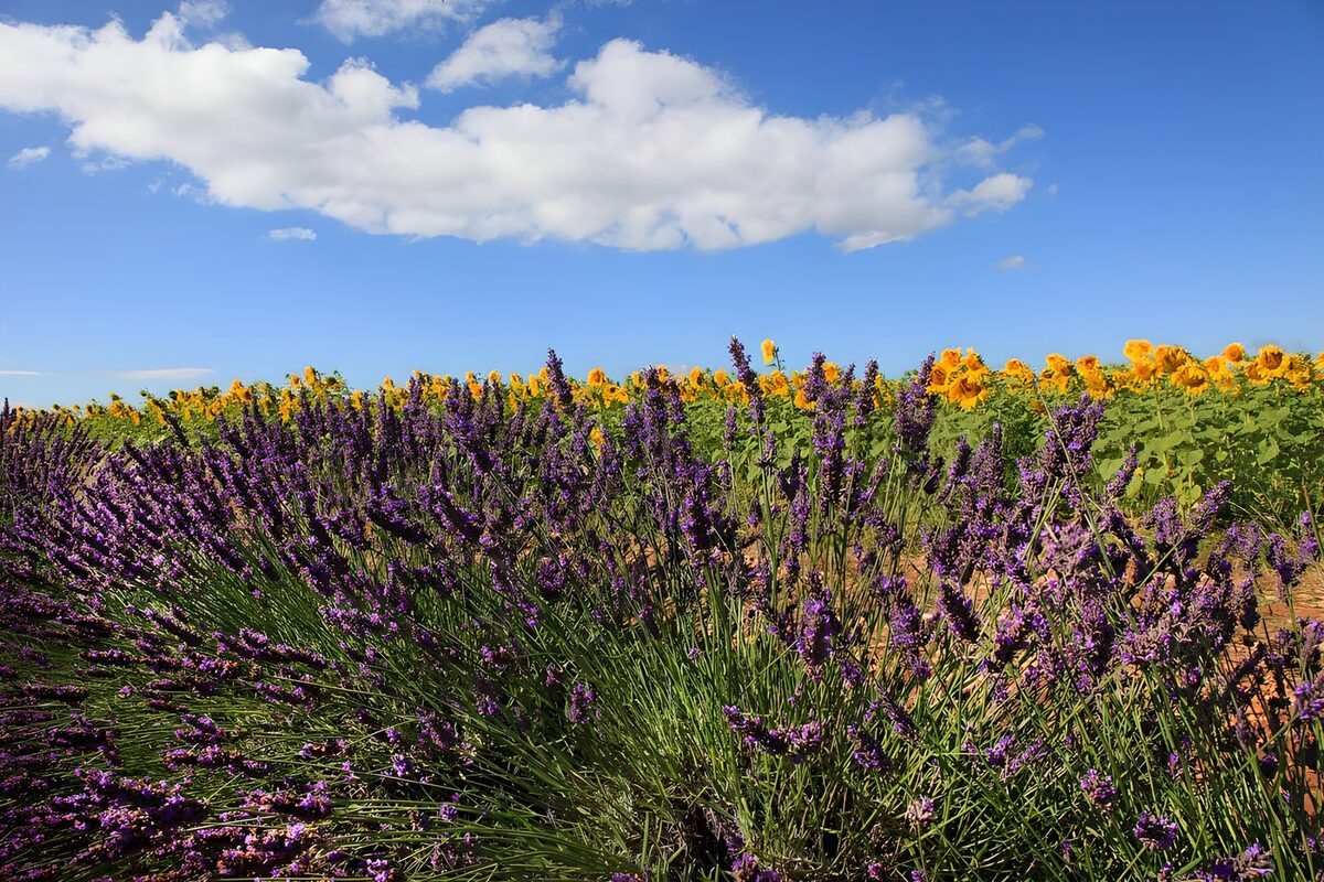 Colorful Lavender and Sunflower Fields