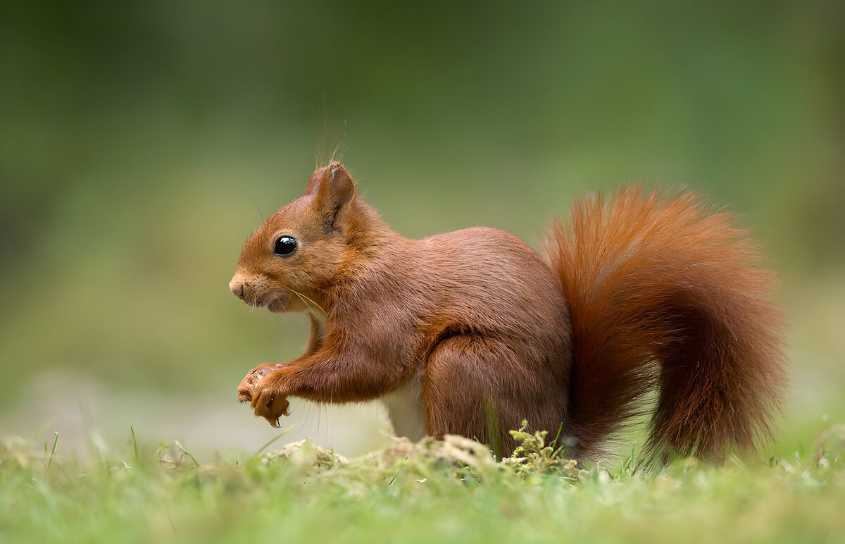 Curious Red Squirrel in Nature