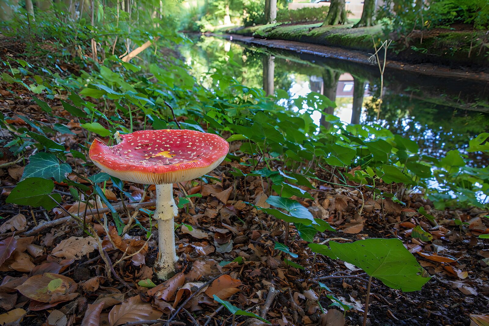 OCCOM3797071: Vibrant Red Mushroom by the Water