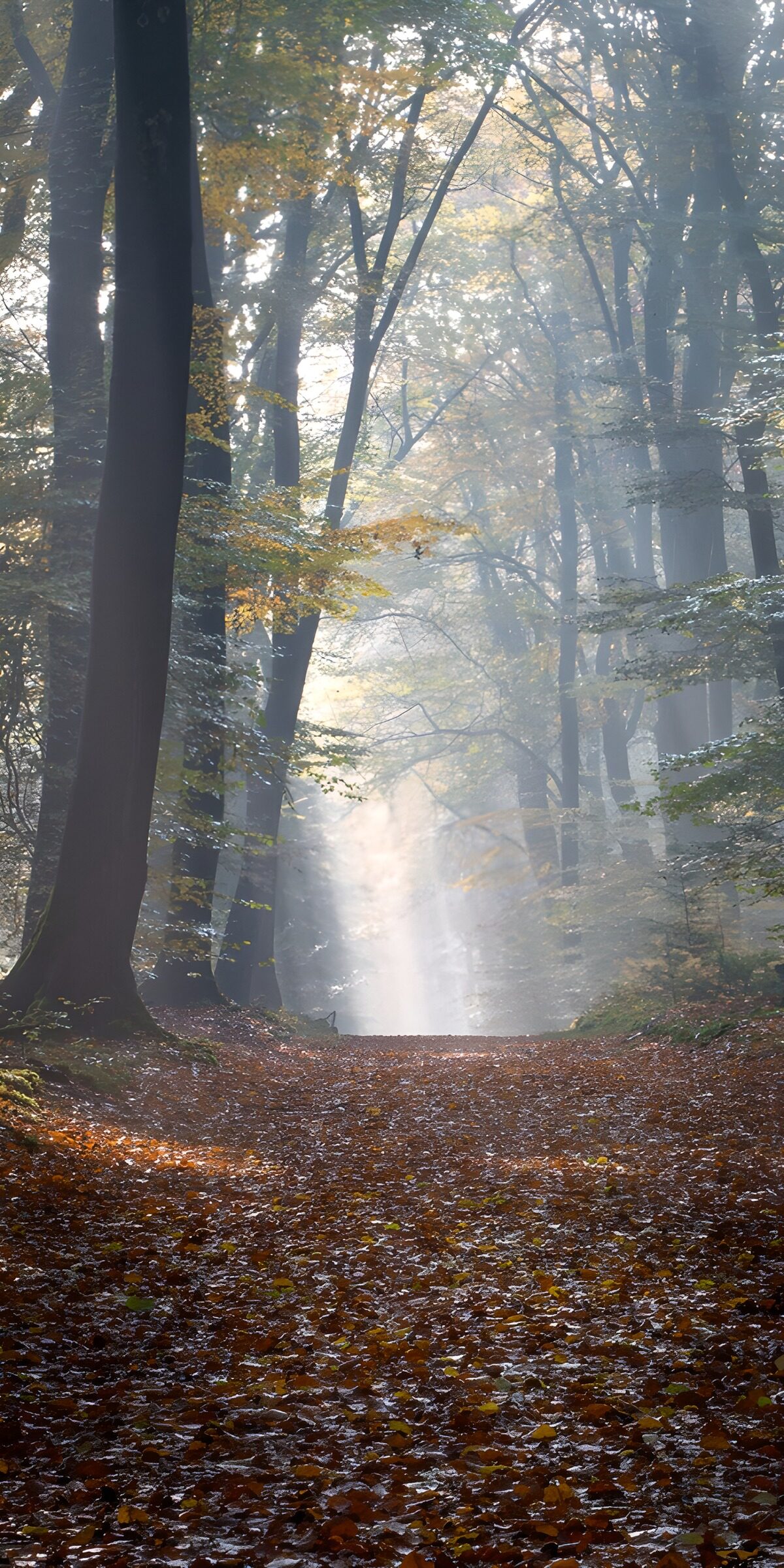 OCCOM8905598: Enchanted Autumn Forest Path
