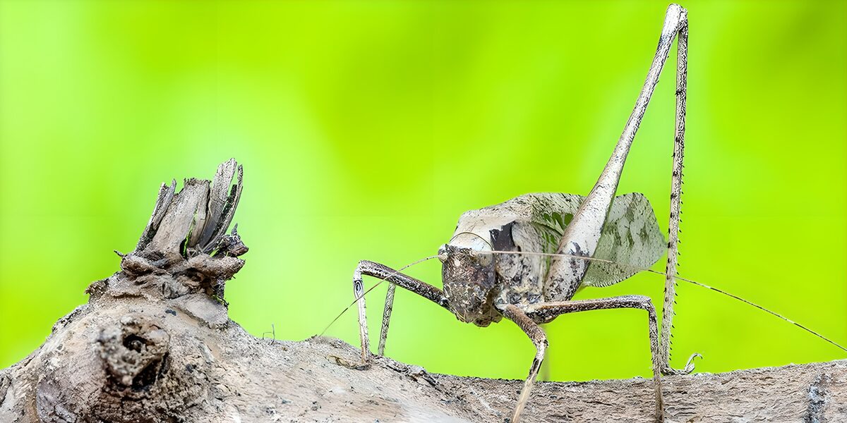 Camouflaged Grasshopper in Nature