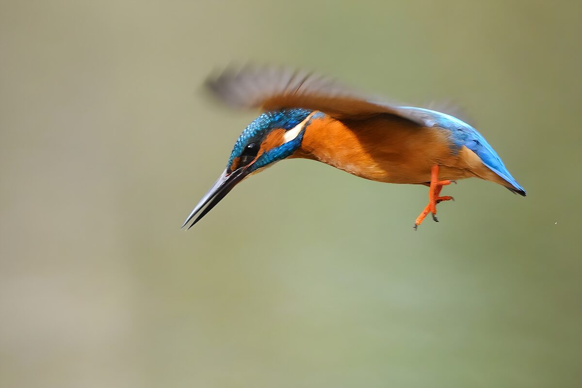 Kingfisher in Mid-Flight