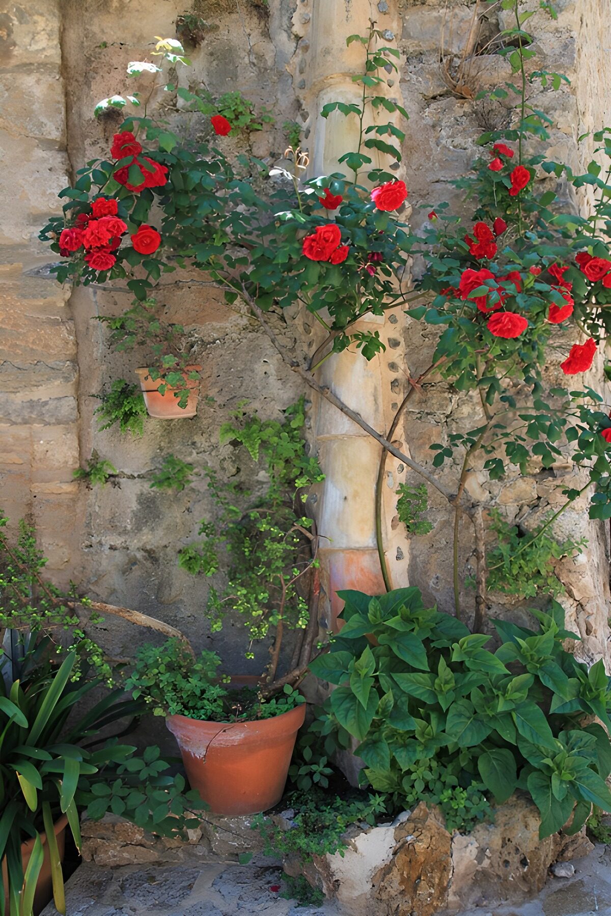 Vibrant Red Roses Against Stone Wall