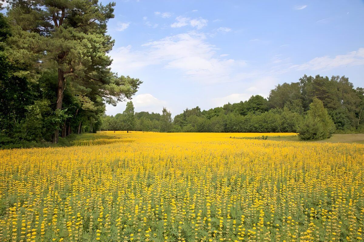 Vibrant Yellow Flower Field