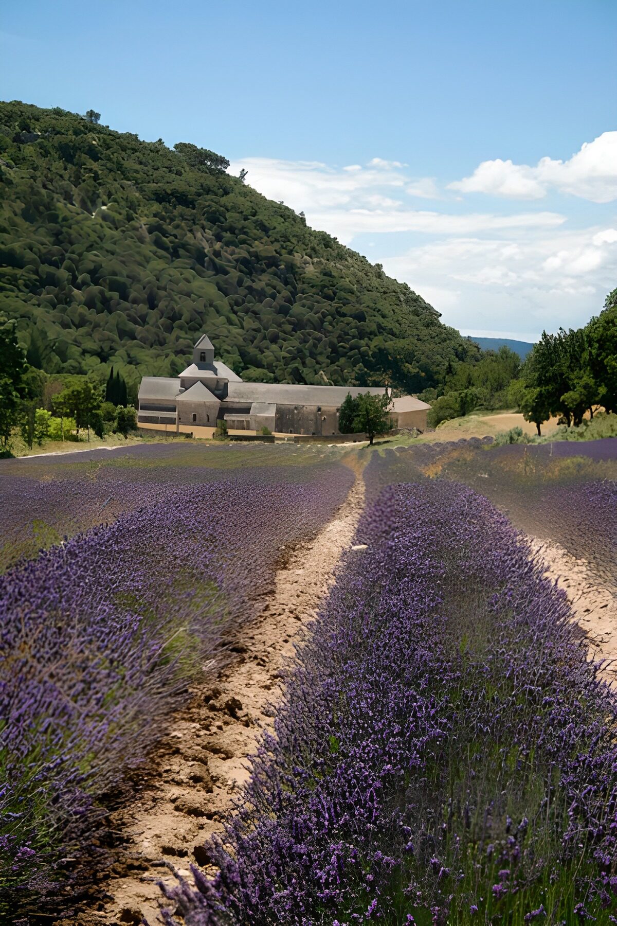 OCCOM5598836: Serene Lavender Fields in Provence