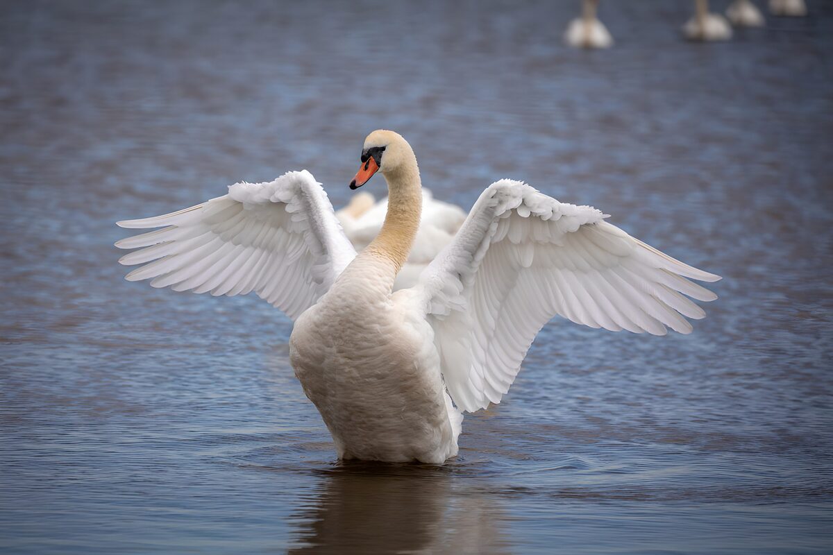 OCCOM1381445: Elegant Swan Spreading Its Wings