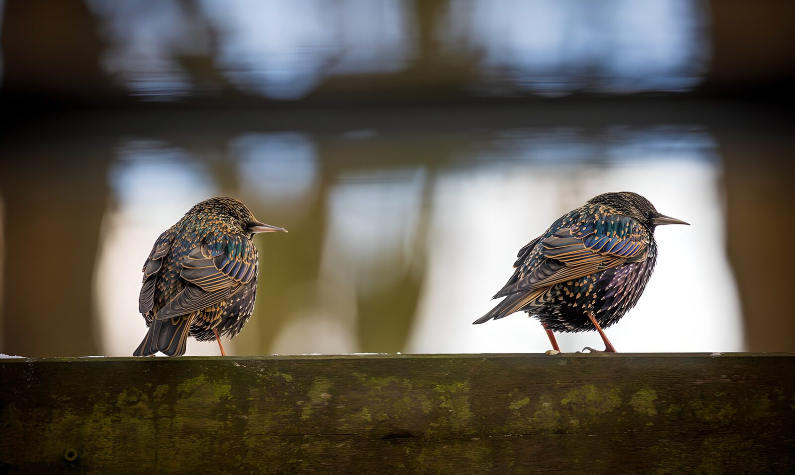 OCCOM8484088: Starlings by the Water's Edge