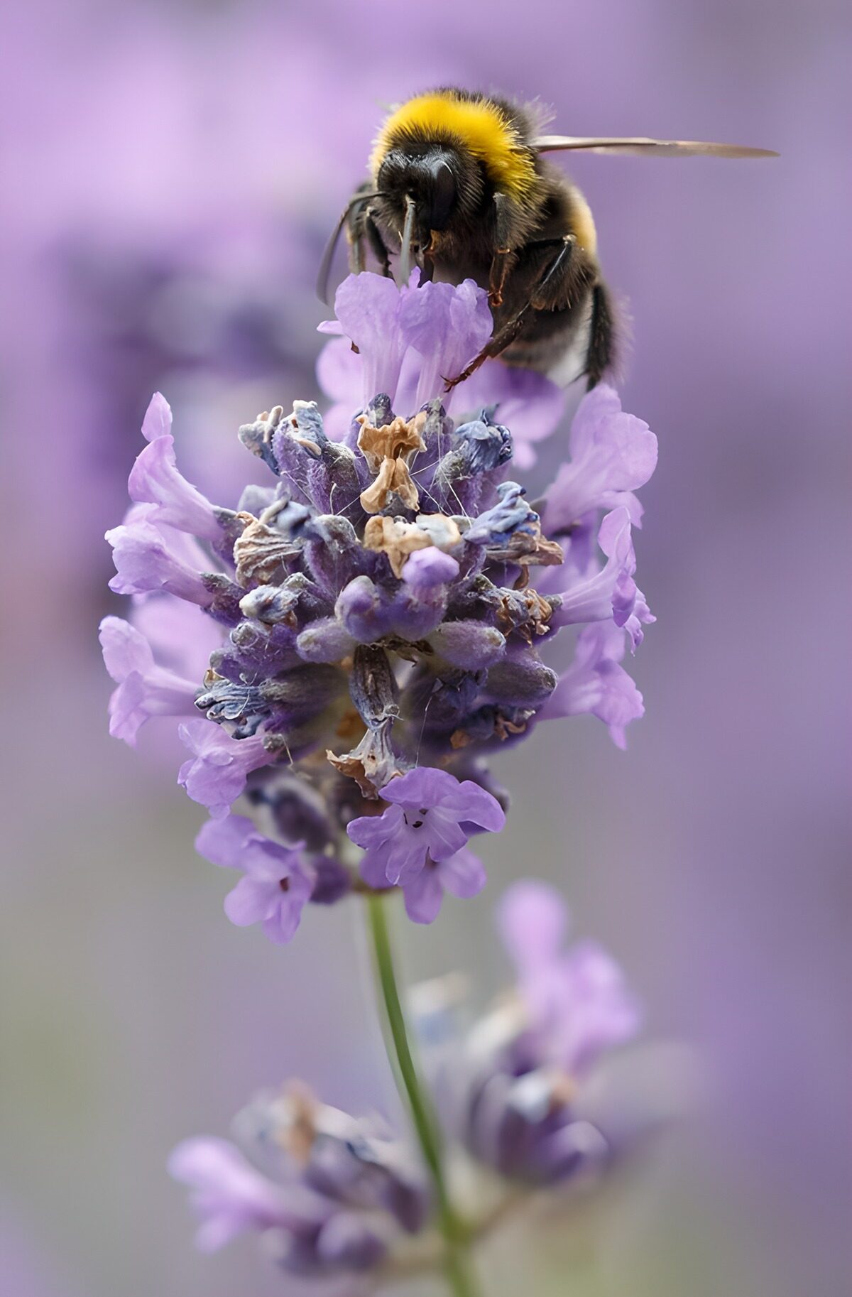 Bumblebee on Lavender