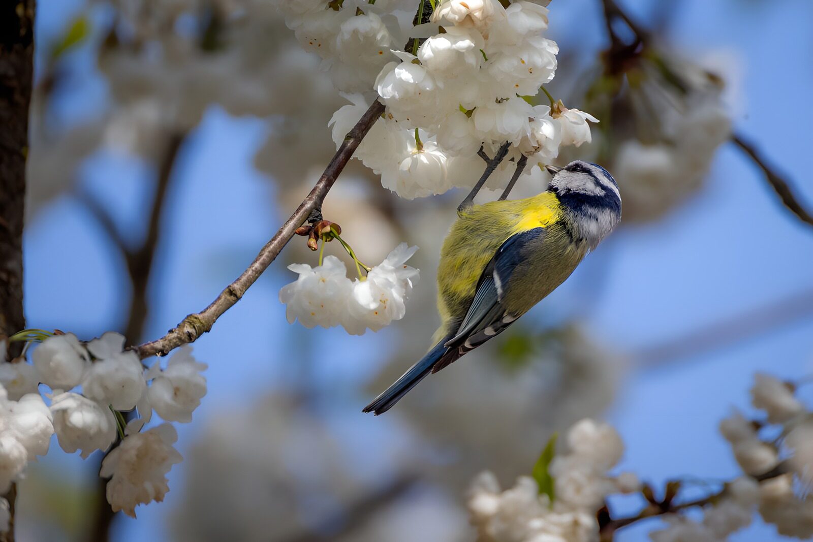 OCCOM6500590: Blue Tit Among White Blossoms