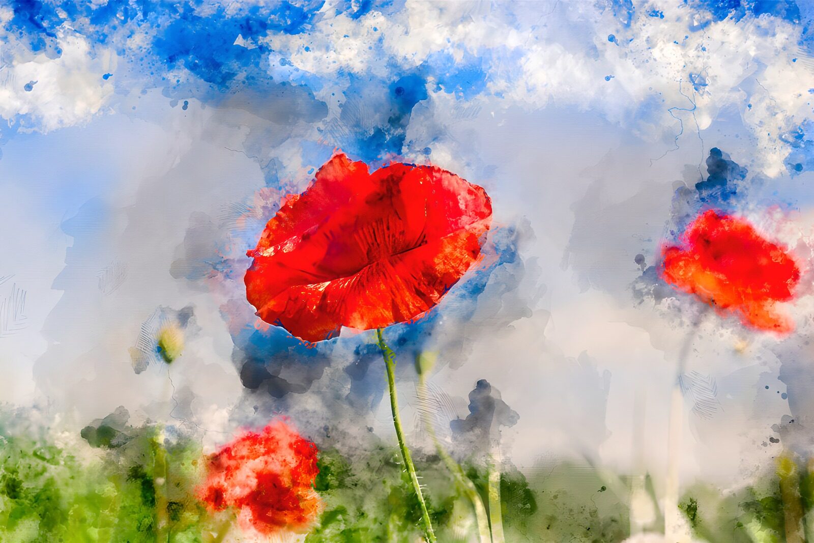 OCCOM3611452: Vibrant Red Poppies Against a Blue Sky