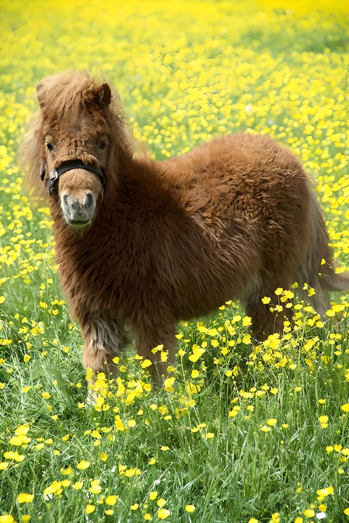 Adorable Miniature Pony in a Flower Field