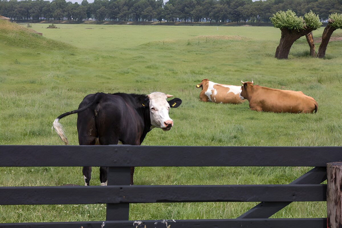 Curious Cow in Pasture