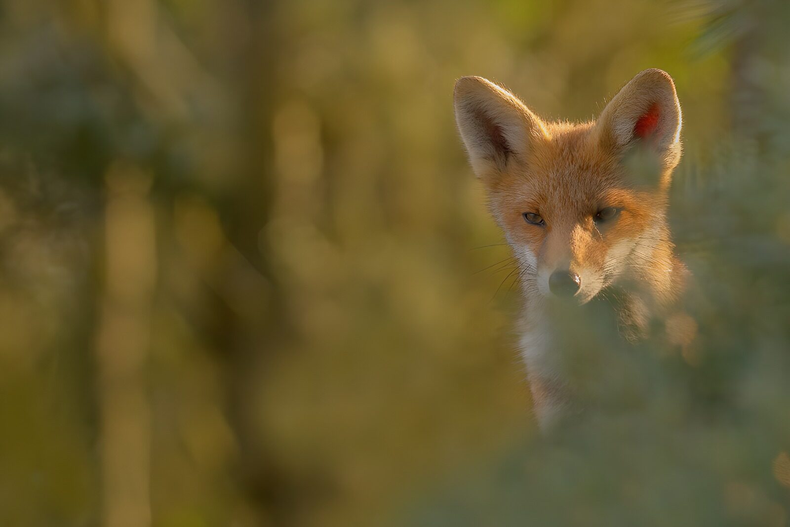 OCCOM8724816: Curious Fox in Natural Habitat
