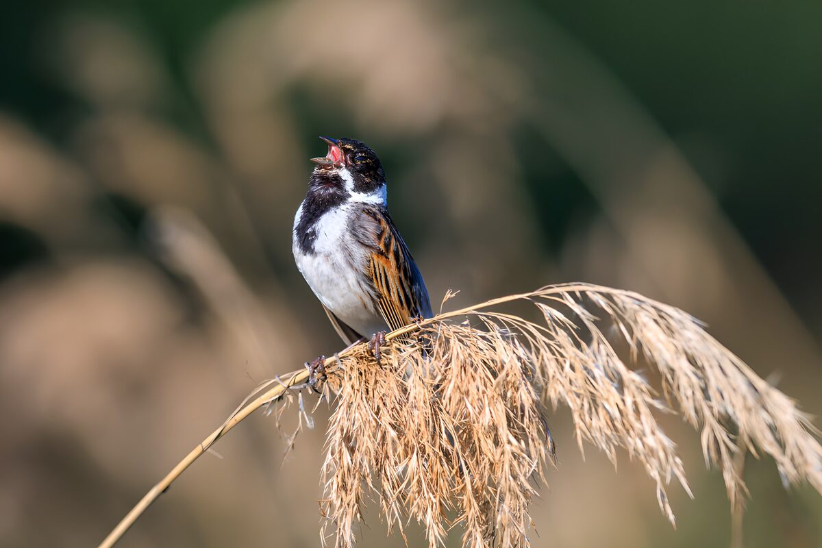 Singing Bird on a Reed