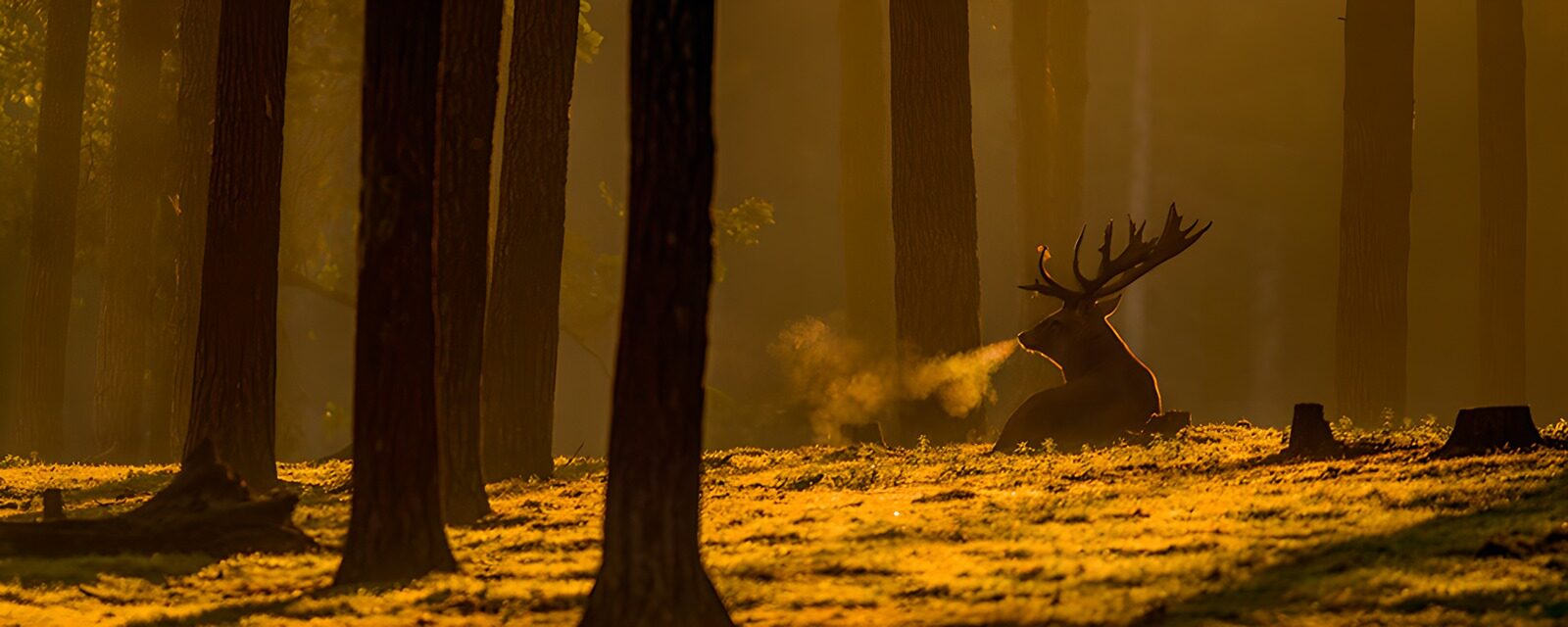 OCCOM4899743: Majestic Stag in Golden Light