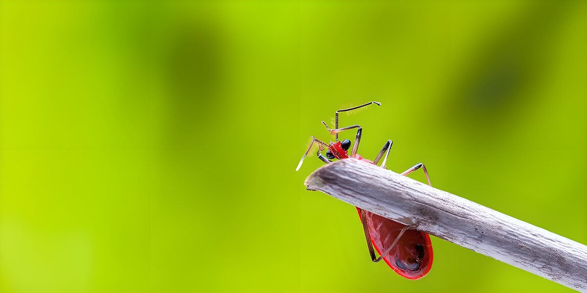Bright Red Insect on a Stick