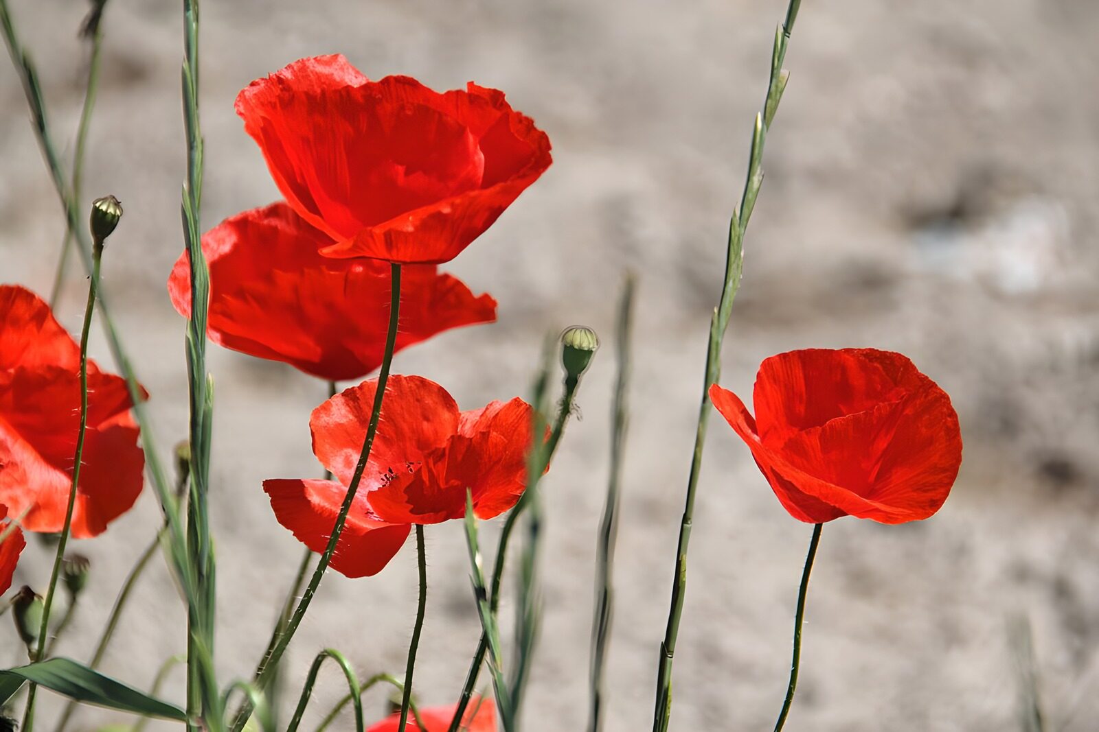 OCCOM4918208: Vibrant Red Poppies in Bloom