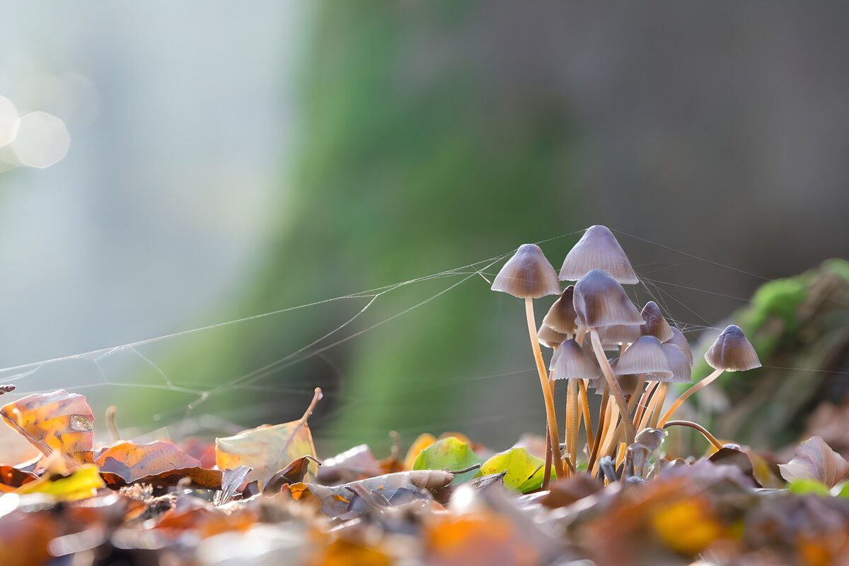 Enchanted Forest Mushrooms