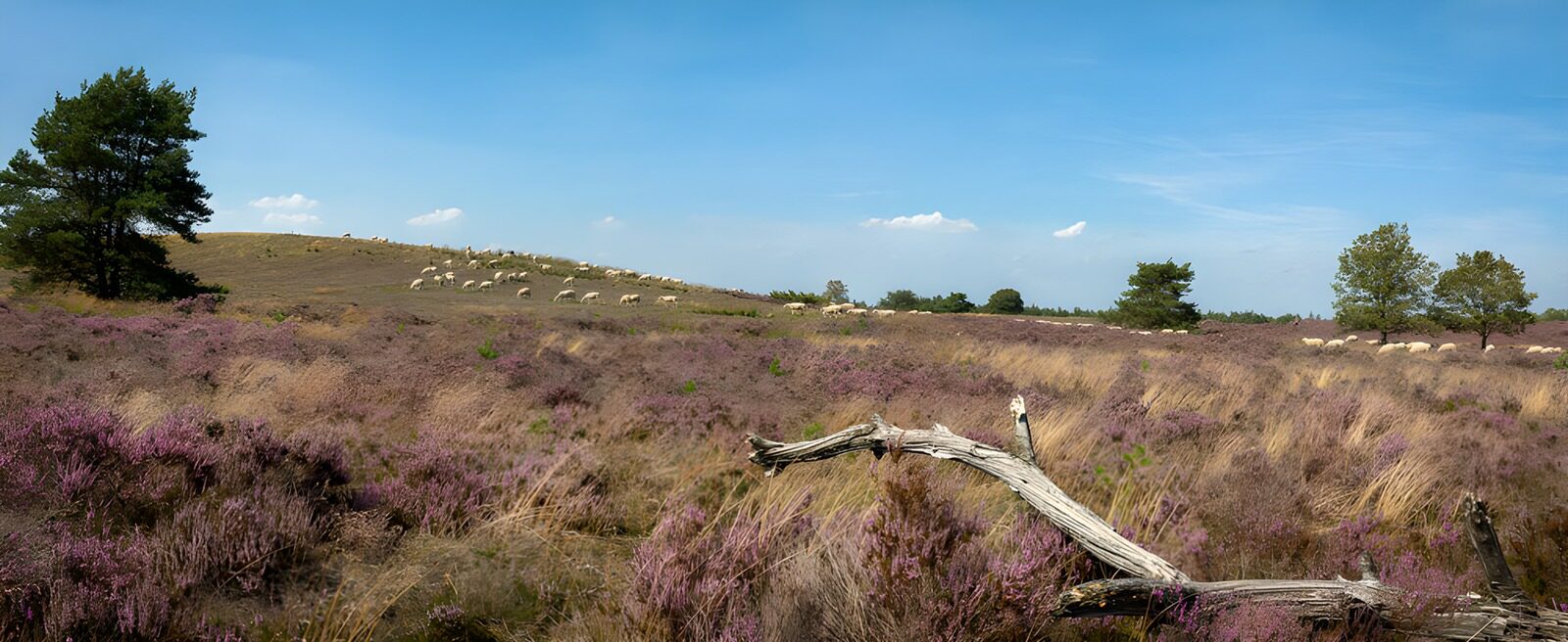 OCCOM7277401: Serene Heather Landscape with Grazing Sheep