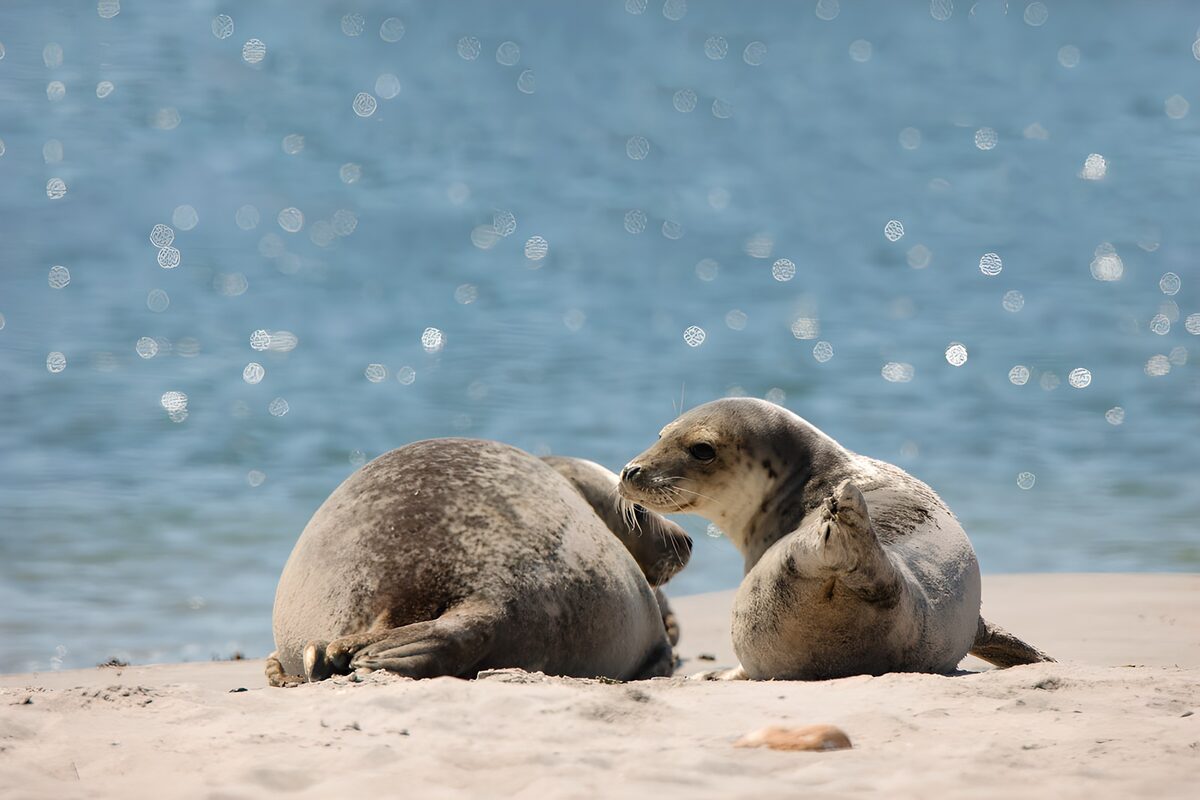 Seals Relaxing on the Beach