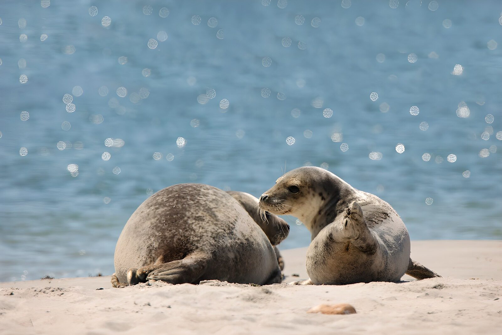 OCCOM2466203: Seals Relaxing on the Beach
