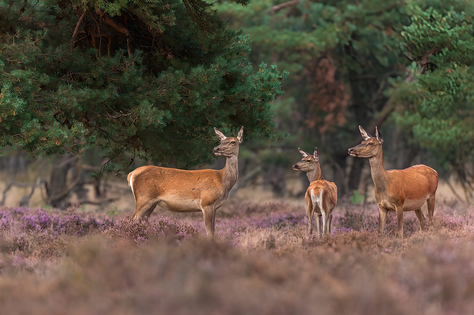 OCCOM8136997: Serene Gathering of Deer in Nature