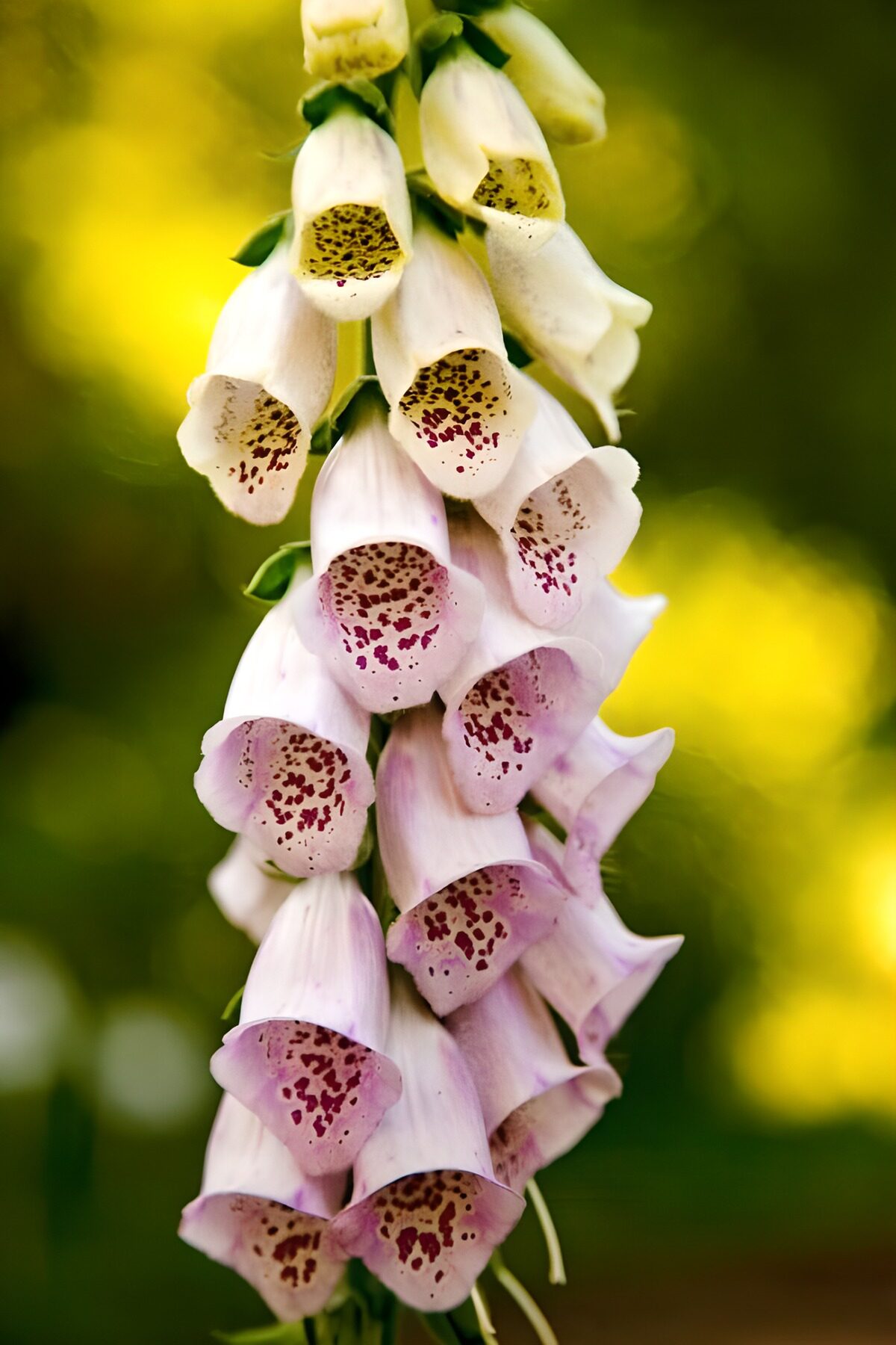 Elegant Purple Foxglove Blooms