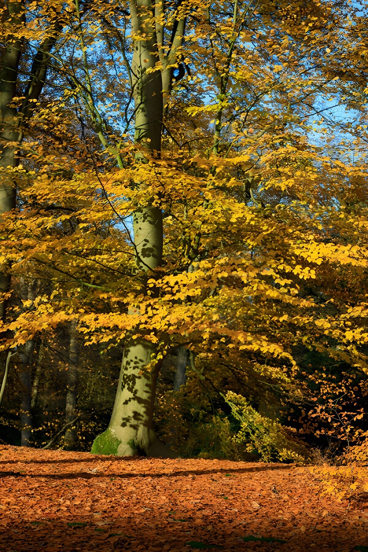 OCCOM2949048: Autumn Glory in the Forest
