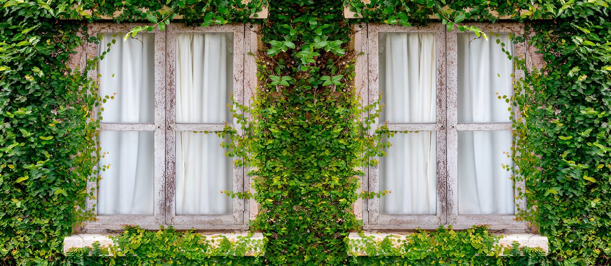 Lush Green Veil Over Windows