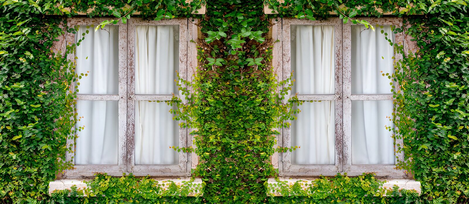 OCCOM5659364: Lush Green Veil Over Windows