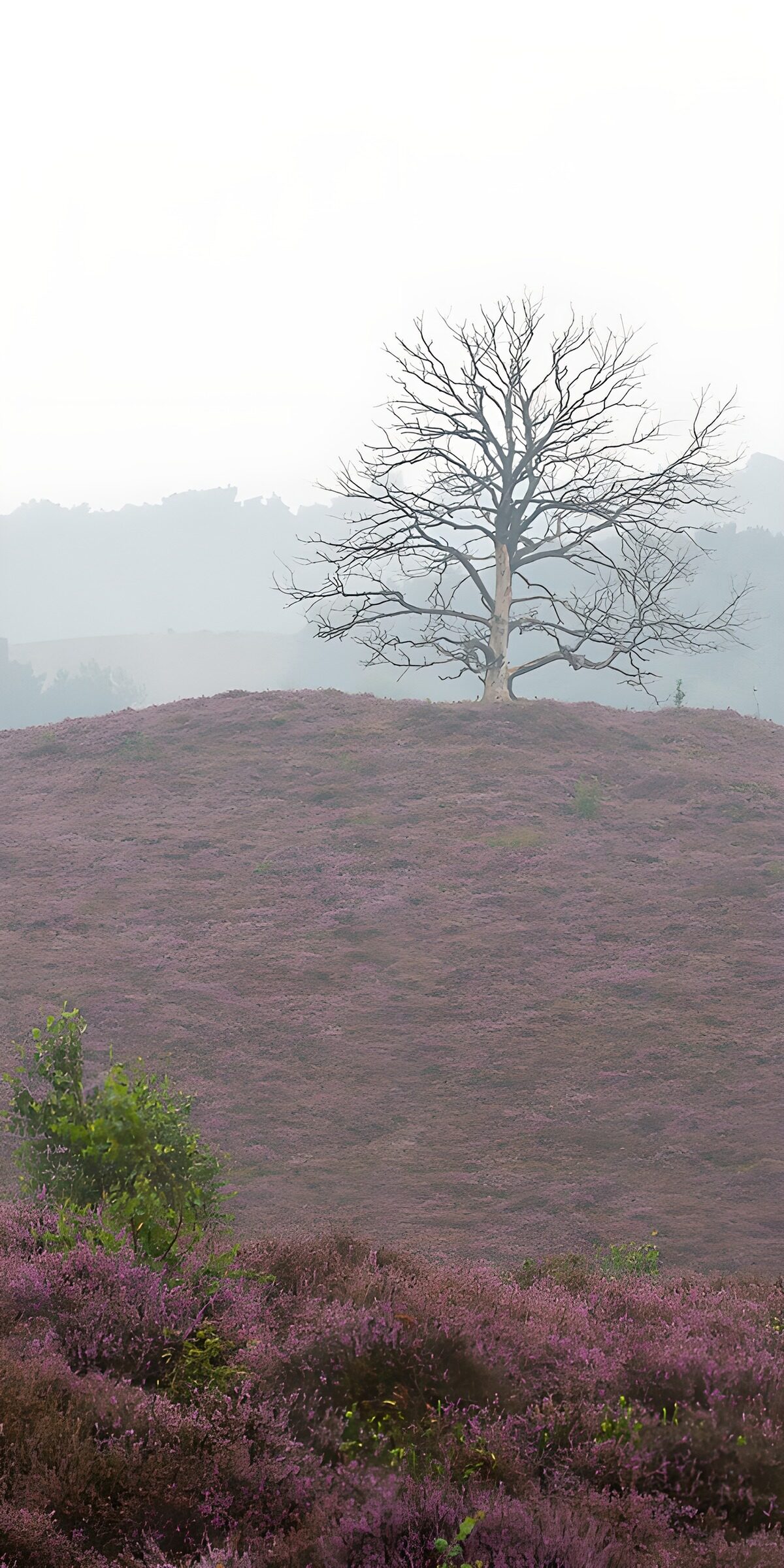 OCCOM6197283: Lonely Tree Amidst Purple Heather