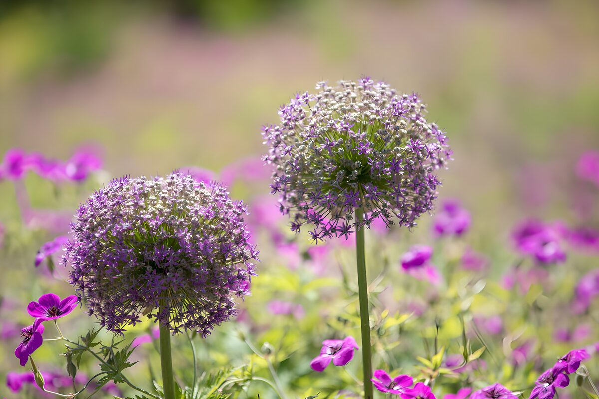 Blossoms of Spring in a Floral Landscape
