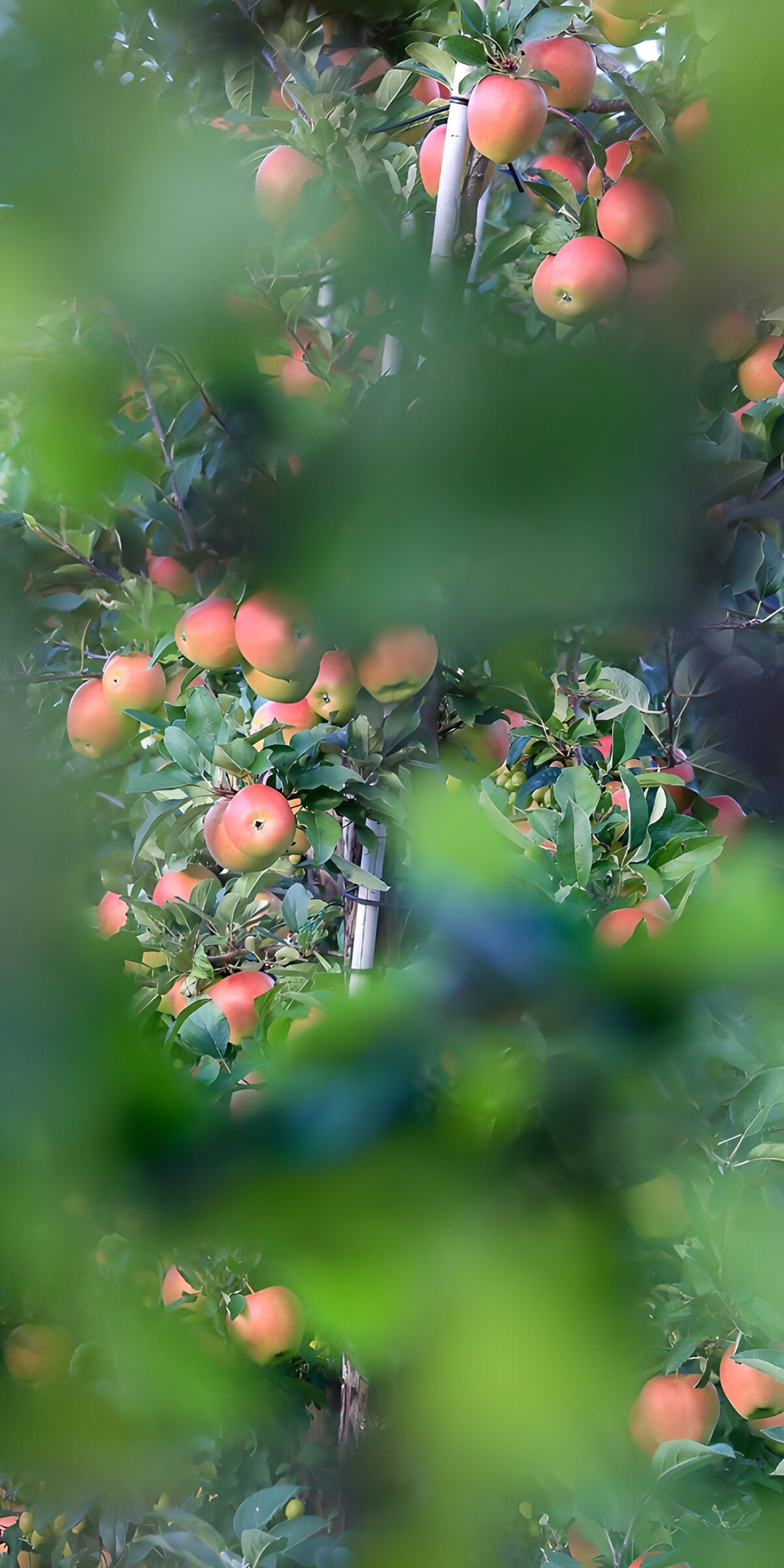 OCCOM1222348: Apples Among the Leaves