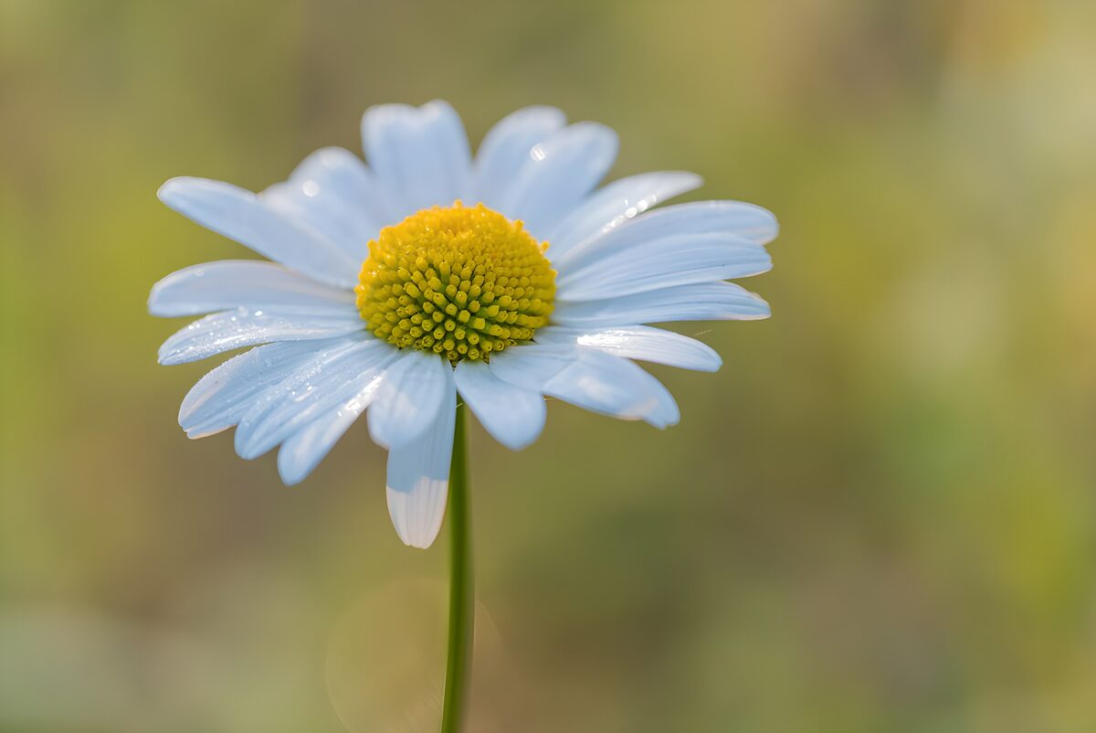 Delicate Daisy in Morning Light