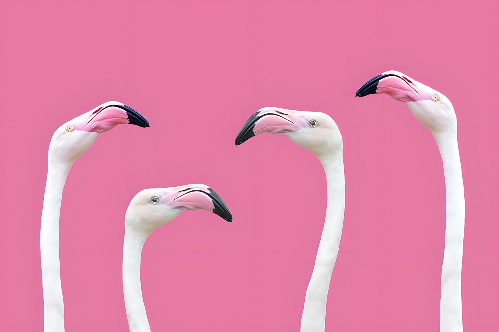 OCCOM2740167: Pink Flamingo Portraits