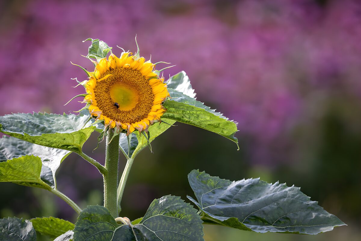 Vibrant Sunflower in Bloom