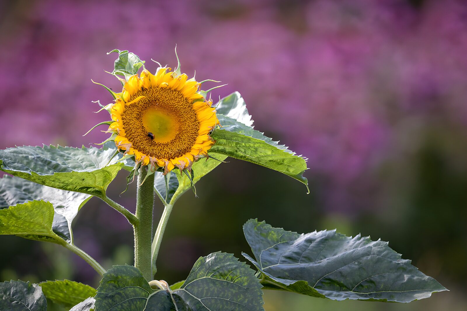 OCCOM4062812: Vibrant Sunflower in Bloom