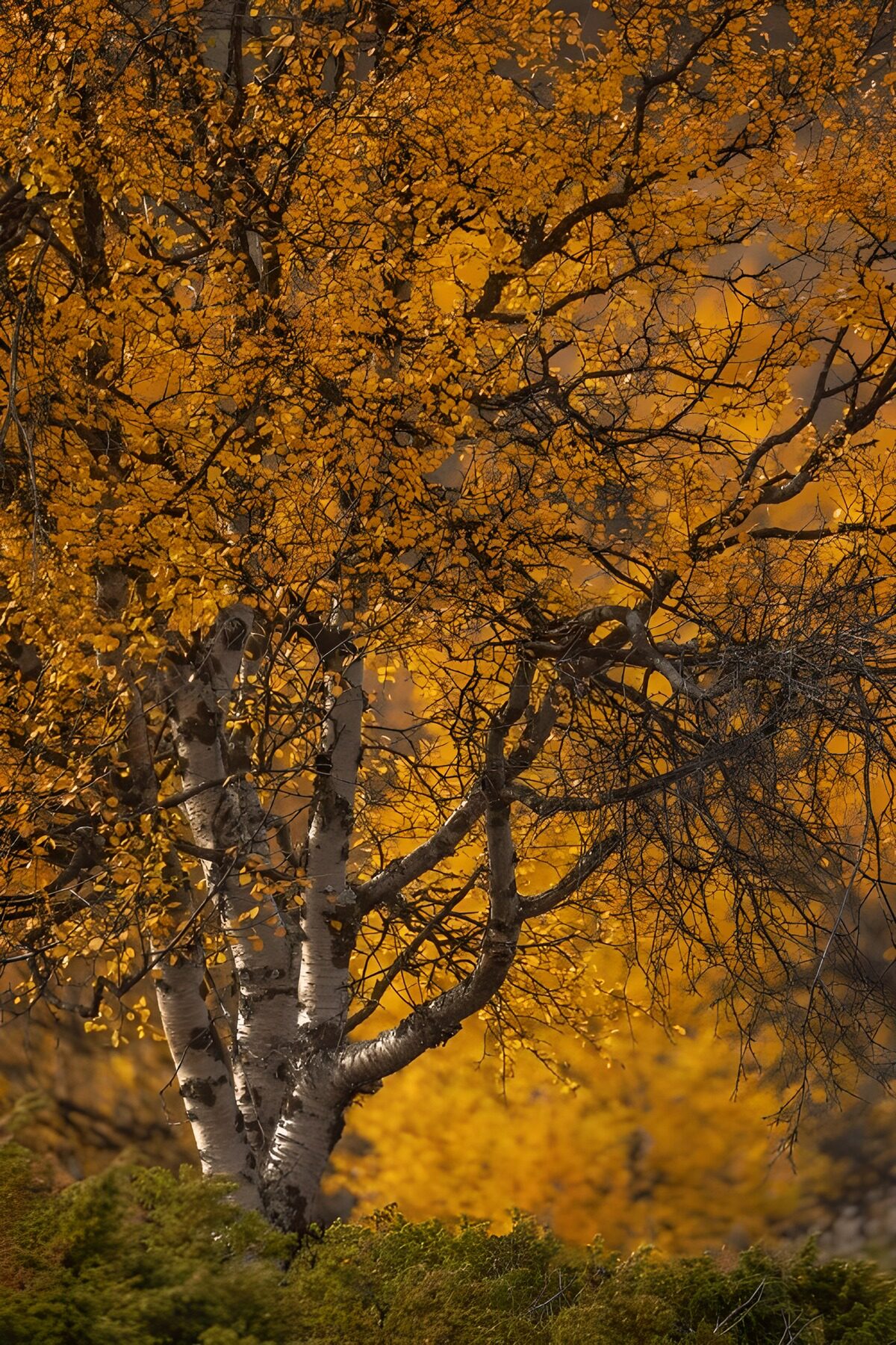 Golden Autumn Birch Serenity