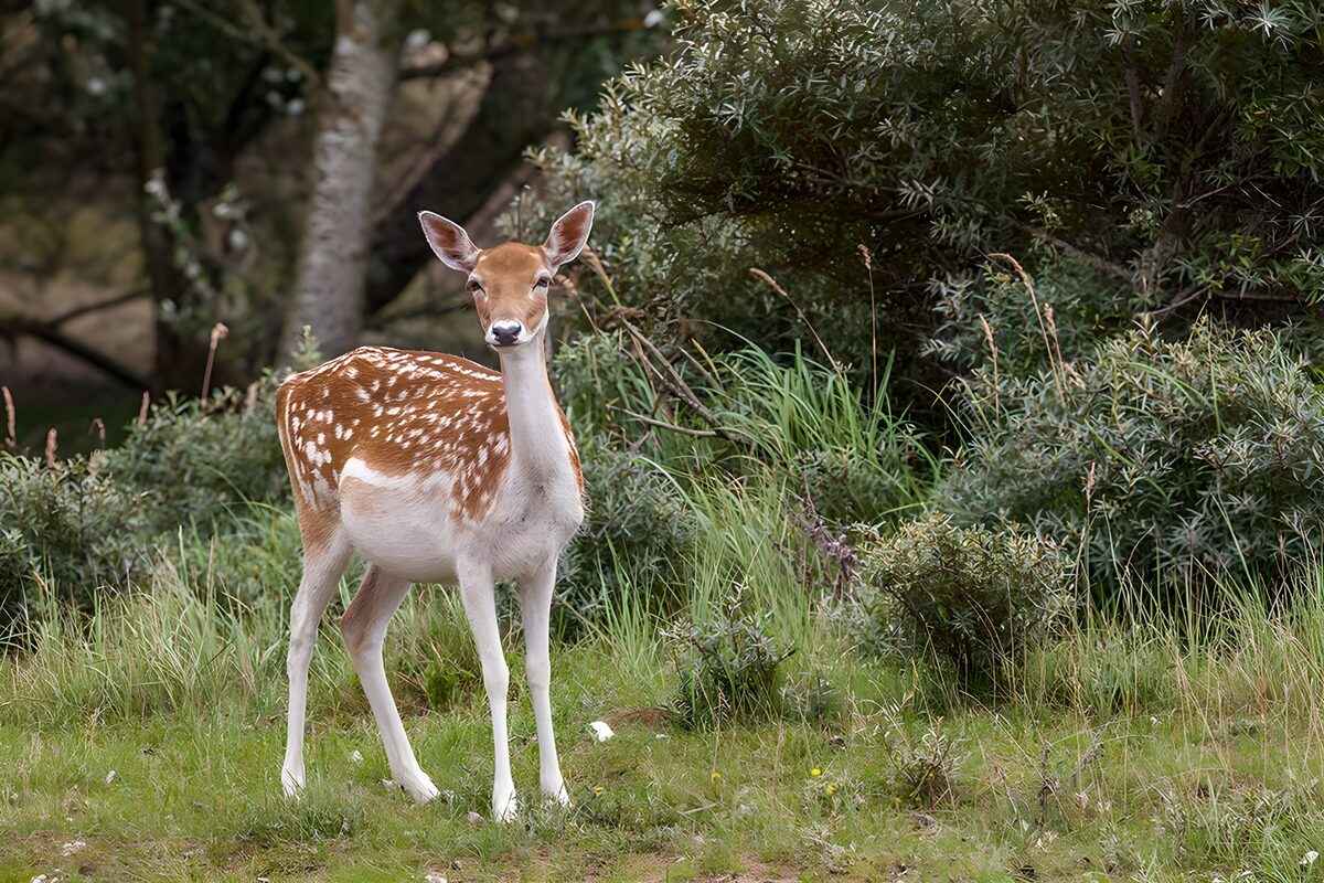Curious Fawn in Nature