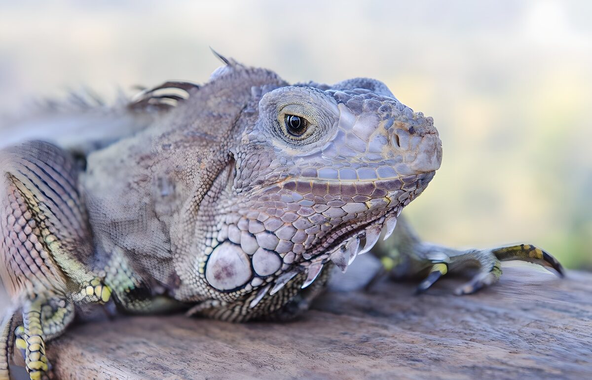 Close-Up of a Lizard in Nature