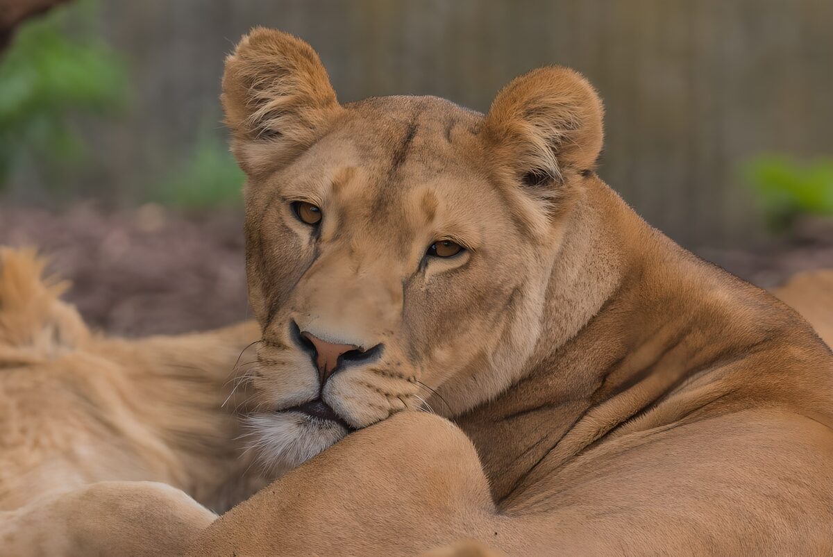 Majestic Lioness Relaxing in Nature