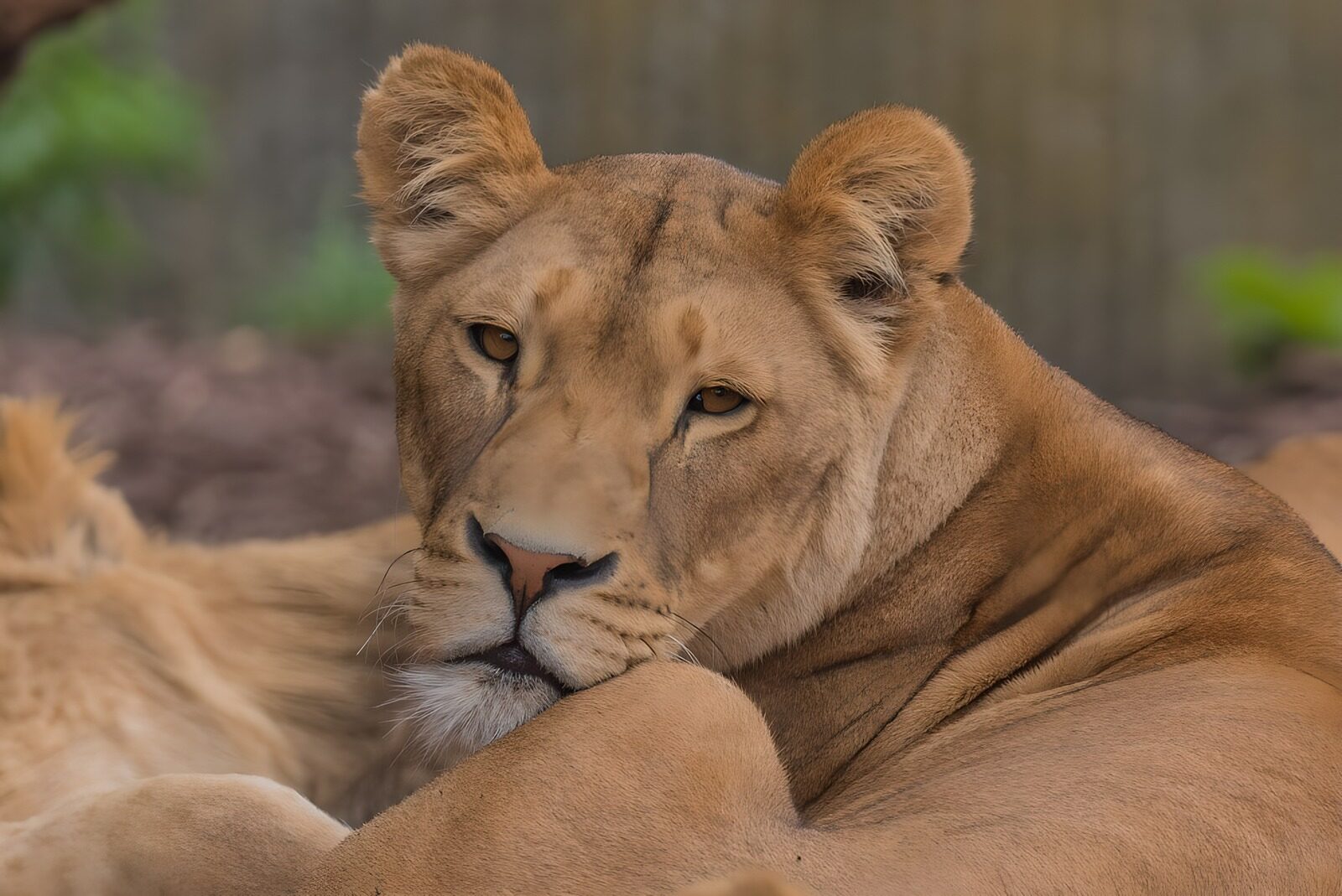 OCCOM6051376: Majestic Lioness Relaxing in Nature