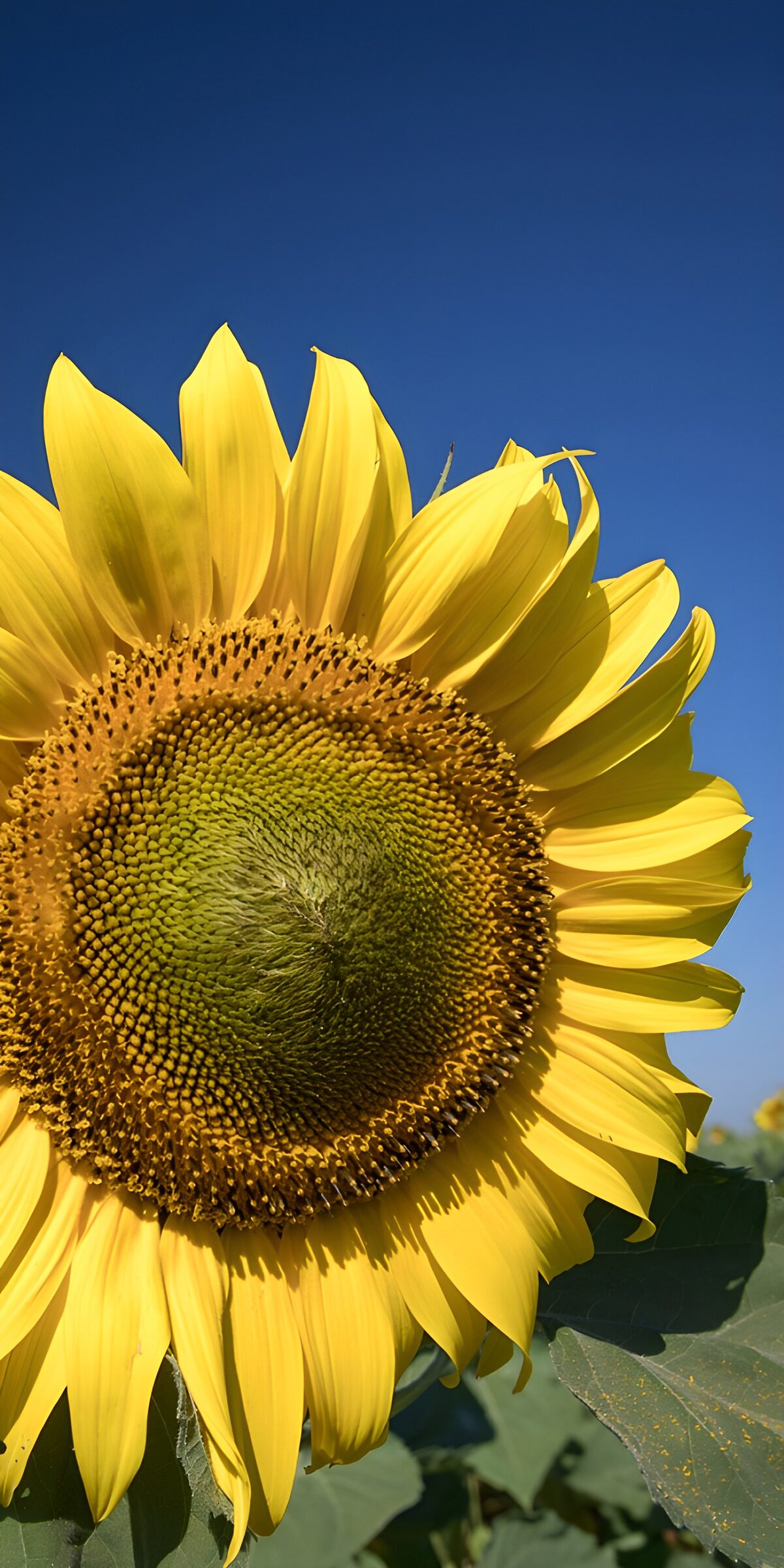 OCCOM3239074: Bright Sunflower Against a Clear Sky