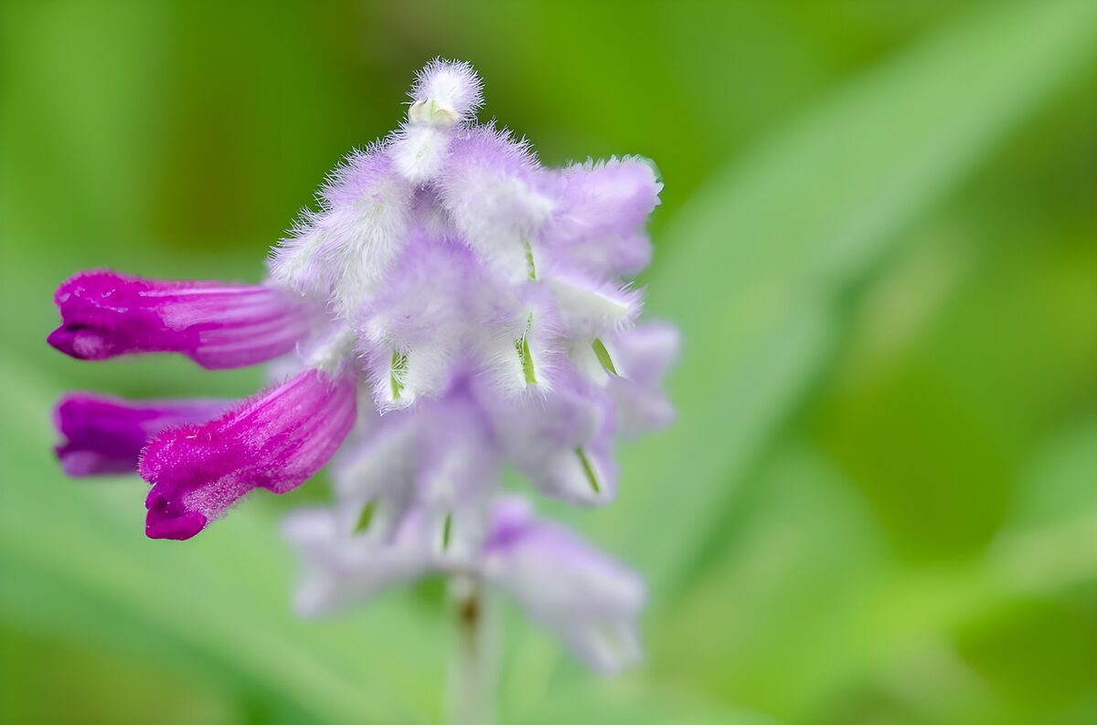 Beautiful Purple Flower in Bloom