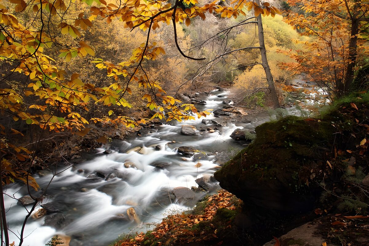 Autumn Serenity by the Stream